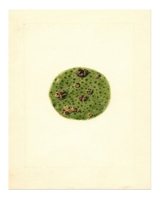 Botanical Green Circle Wandkunst Naturinspirierte Dekoration Botanik