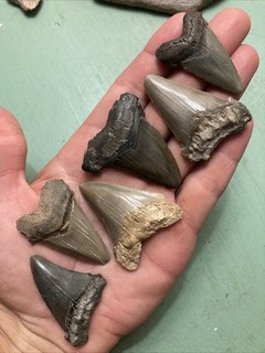 Fossil Angustidens Shark Teeth 1.75” 2.05” Lowcountry SC