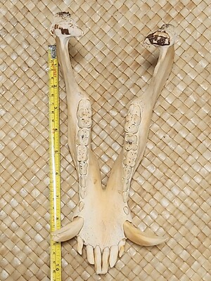 Hawaiian Genuine Wild Boar Jaw, Tusk and Teeth From Hilo, Hawaii #1001 