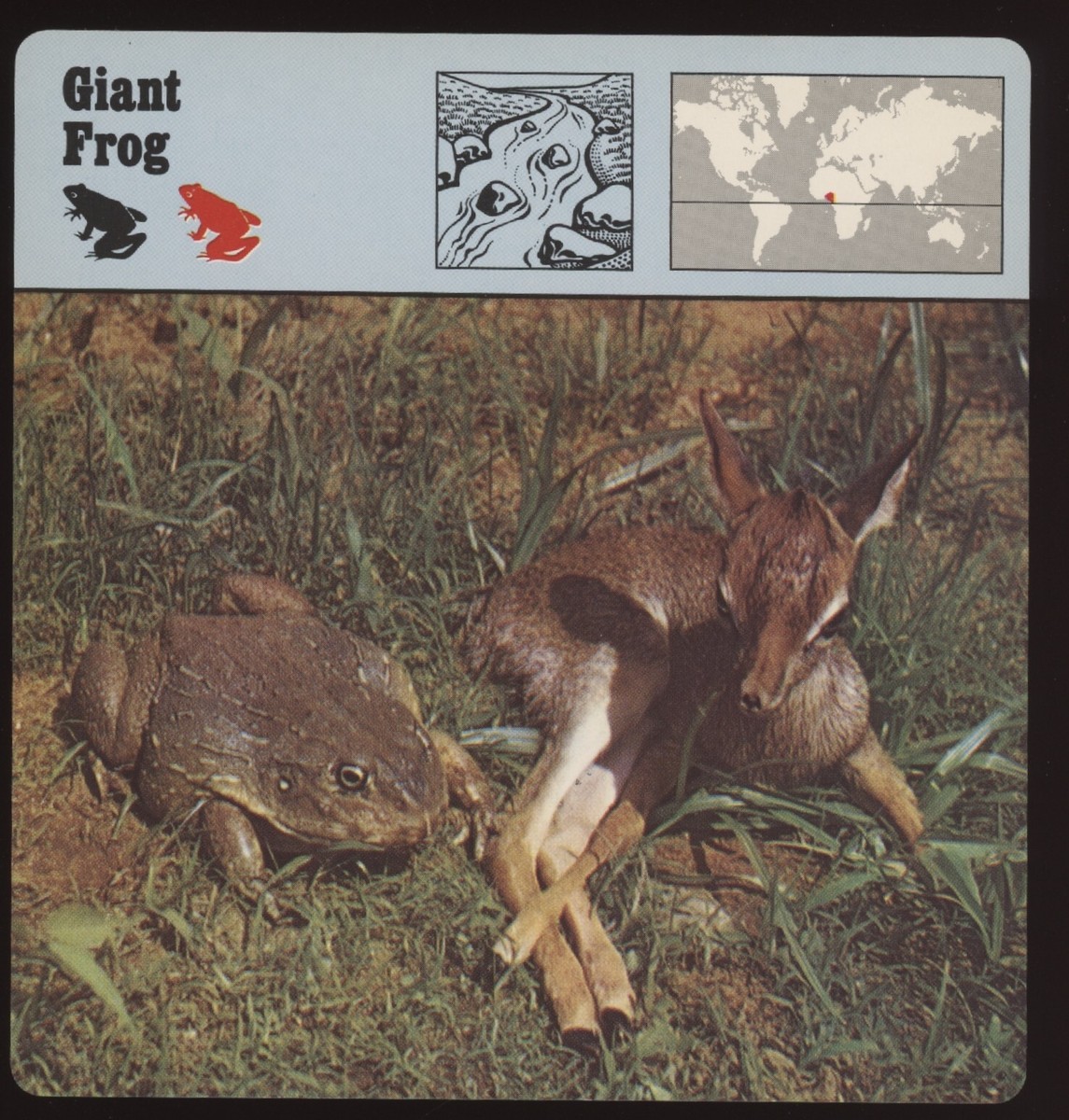 Giant Frog Safari Cards Rencontre Amphibians