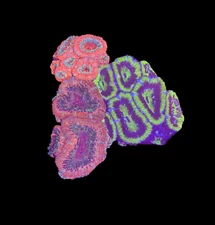 WYSIWYG 3-Pack Acan Coral Live Coral for Reef Saltwater Aquarium