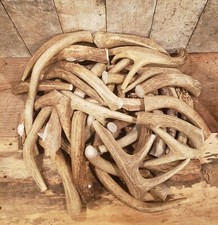 Deer Antler Dog Chews Organic Deer Antler Pieces by The Pound