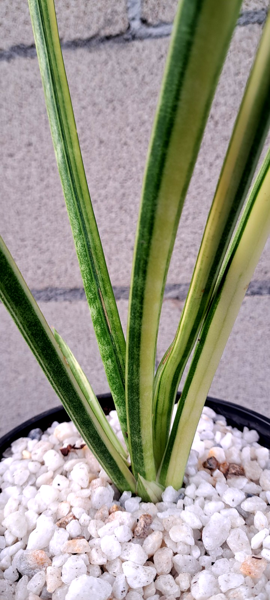 Sansevieria Nine Tails Variegated Plant Large Houseplant Succulent