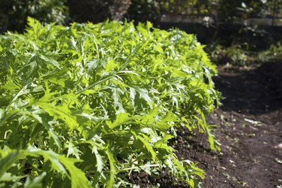 Mizuna Mustard Greens Seeds - 1000+ Seeds For 2025 Planting, Japanese Salad Green