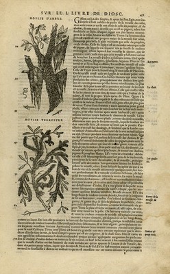 Antiker Druck-Botanik-Moos-Zibetkatze-Mattioli-S. 49-Anonym-1572