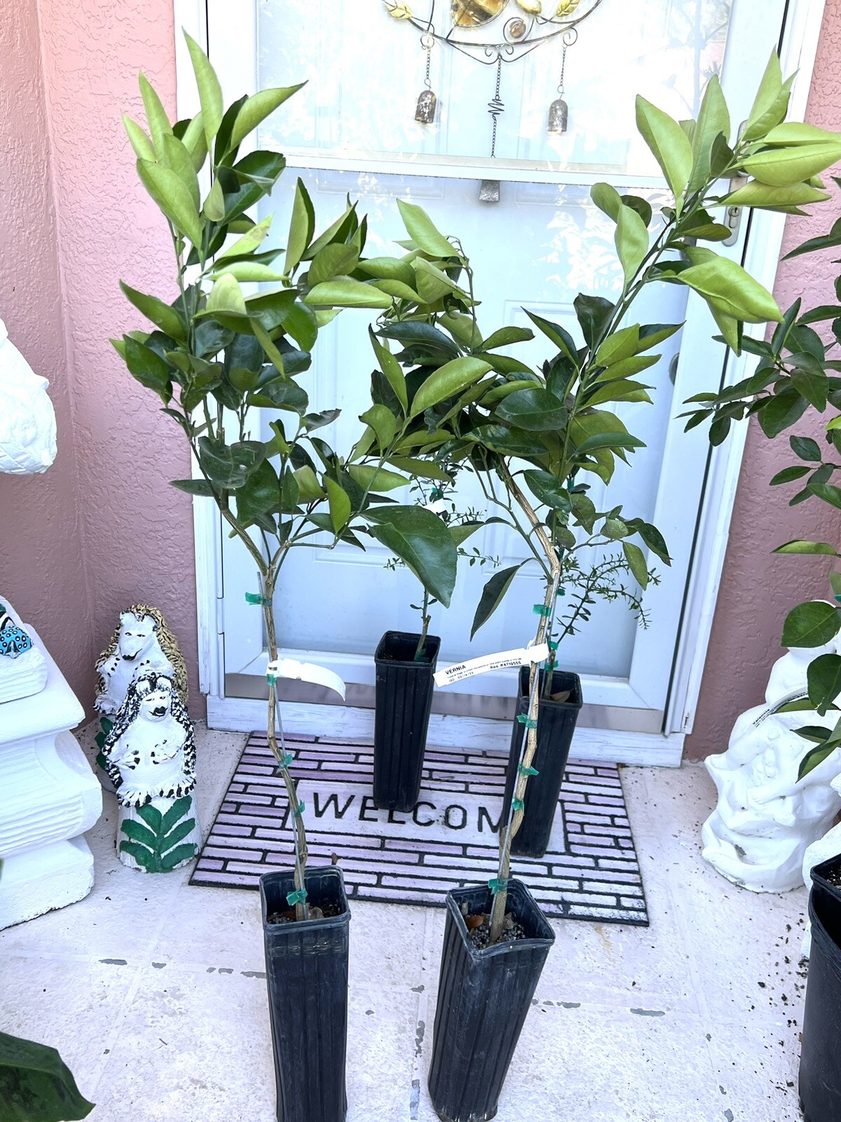 La vernia christmas tree farm