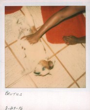 Old Vintage Photo COLOR POLAROID BLACK AFRICAN AMERICAN WOMAN BULLDOG DOG