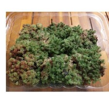 Live Sphagnum Moss 1 gallon bag Fresh Organic Mixed Species Bog Garden Plants