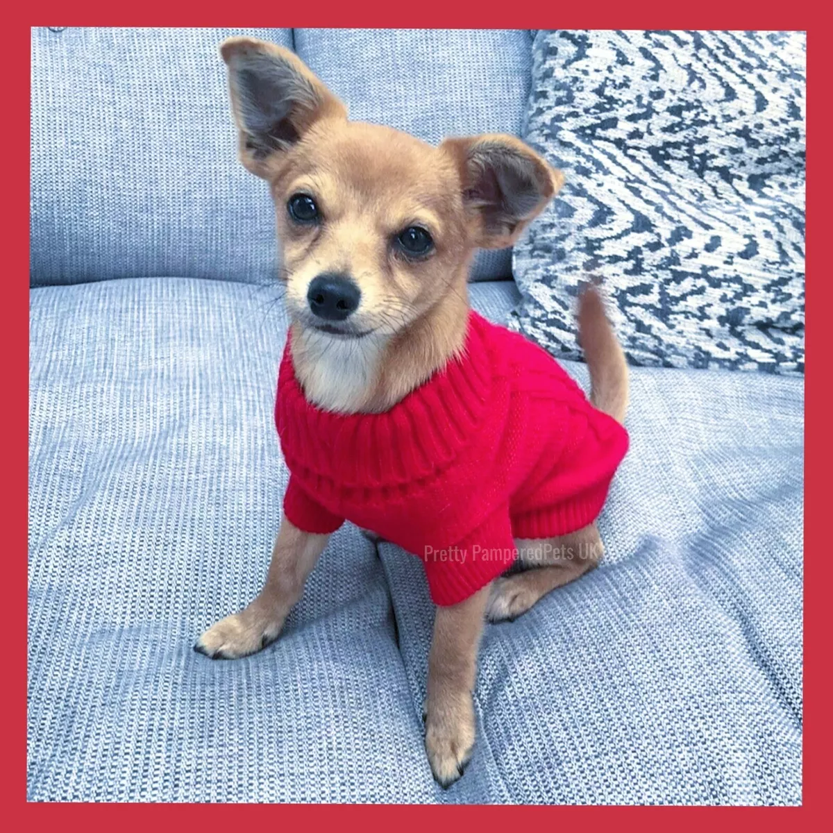 Xxs on sale dog clothing