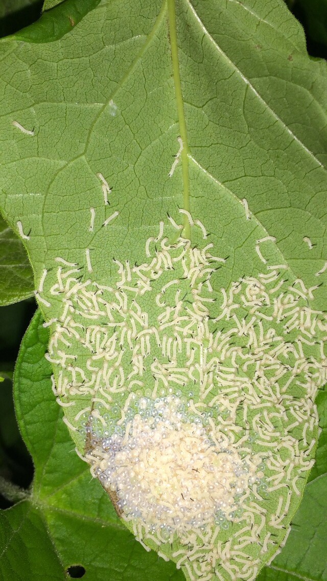 pupa for sale, seed catalpa trees, catalpa worms, Catawba, Best Fishing