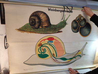 Rollkarte Weinbergschnecke Schnecke Heinz Dost Schulkarte Biologie Anatomie