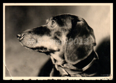 Photo, breed dog show Erzgeb., Schwarzenberg, typical Teckel heads 5 5026-1229