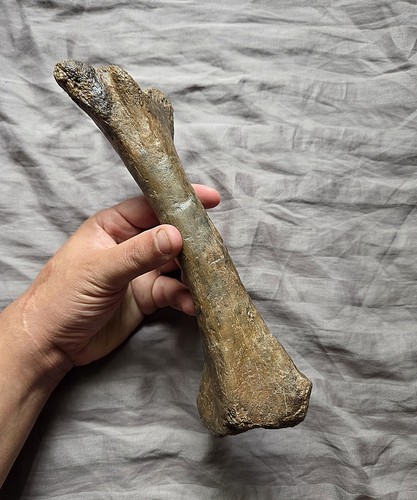 Rarissima qualità Pachycephalosaurus Tibia dinosauro osso fossile Hellcreek Fm - Foto 4 di 5