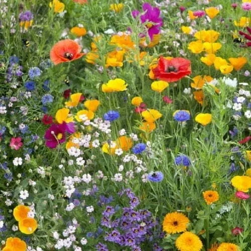 Melange De Fleurs Mellifère Graines Jachères Semences Seed 1m2