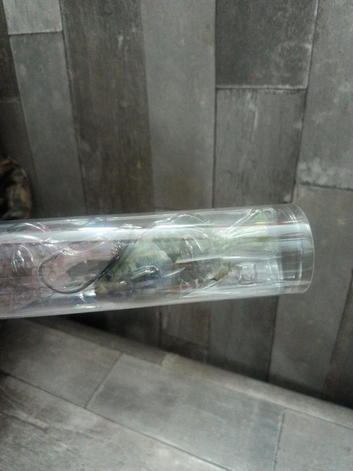 Christmas Berkley Powerbait 110 Gilly Swimbaits Candy Cane 5pc Bundle Soft Bait - Image 4 of 4