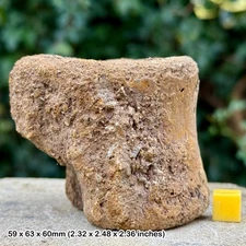 Rare plesiosaur vertebra centrum bone fossil – jurassic, kimmeridgian,