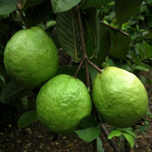 300 White Guava Seeds Psidium guajava Seed Organic Fruit - Picture 3 of 7