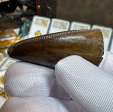 PETE LARSON AUTHENTIC T-REX TOOTH *UNRESTORED* TYRANNOSAURUS REX DINOSAUR FOSSIL