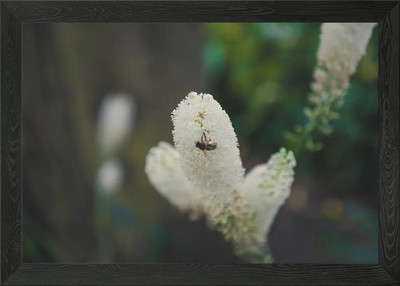 Close up Bee Framed Wall Art Poster Canvas Print Picture