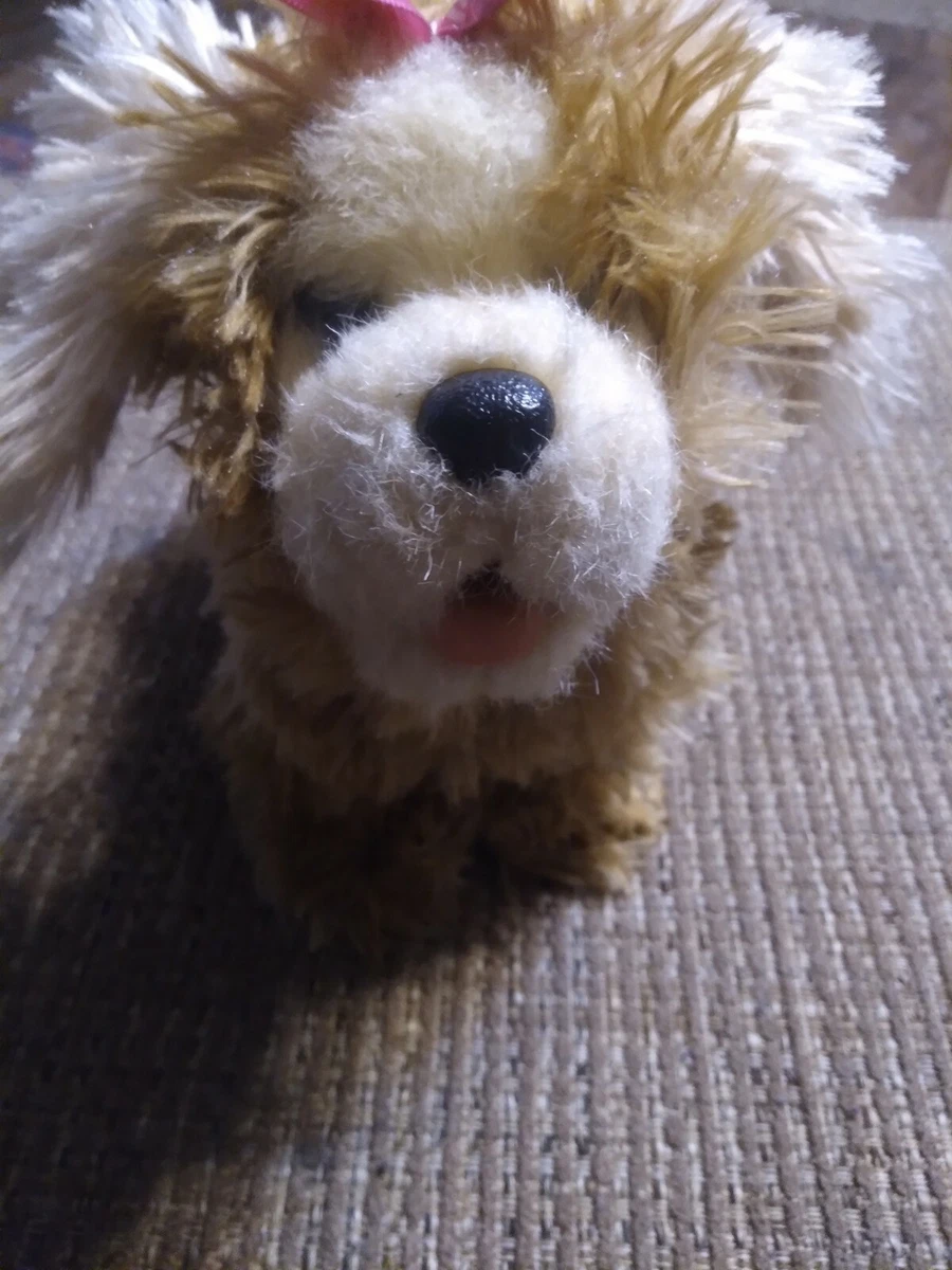 Toy morkies clearance