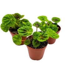 Peperomia Emerald Ripple Dark Green, 2 inch set of 3,