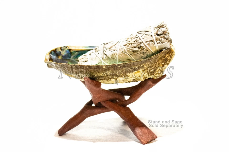 Green Abalone Sea Shell One Side Polished Beach Craft 6" - 7" (1 pc) #JC-018 - Image 4 of 4