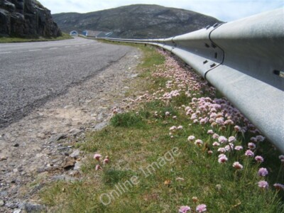 Photo 6x4 Thrift in the Lay-By Tangasdal Looking southwards past the Isle c2009