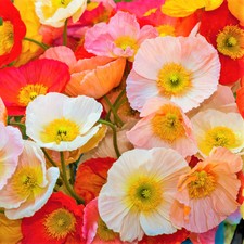 Iceland Poppy Seeds - For 2026 Planting Papaver Paper Poppies Champagne Orange