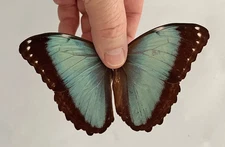 MORPHO HELENOR COELESTIS**** Male Nr.  3 *****Bolivia