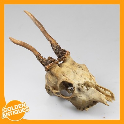alter Vintage Hirsch Hirsch Rehkopf Schädel Geweih Jagdtrophäe Taxidermie 50er