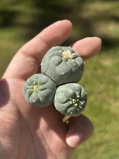 Ariocarpus Rare cactus succulents copiapoa live plant（multi head) seed grown