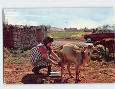 Postcard Typical scene (Goats) Islas Canarias Spain
