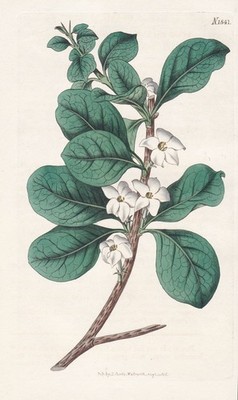 Gardenia Randia Blume Flower Botany engraving Kupferstich Curtis 1841