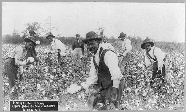 Cotton Plantations In The South
