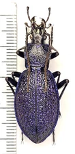 Carabidae, Carabus (Megodontus) caelatus ssp. schreiberi, A1 female, Slovenia