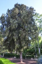 10 Chinese Weeping Cypress Tree Seeds