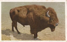 ANIMAL:  Buffalo / Bison