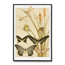 Vintage Art Nouveau Illustration – Papillons (Butterflies & Dragonflies)