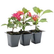Irene Lantana in 2.5&rdquo; Nursery Cubes (Lantana camara &lsquo;Irene&rsquo;) | Flowering Plants