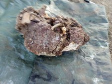  63 Manzanita Burl Root Wood