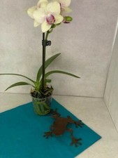 🐸 Frosch 🐸 Dekoration Garten