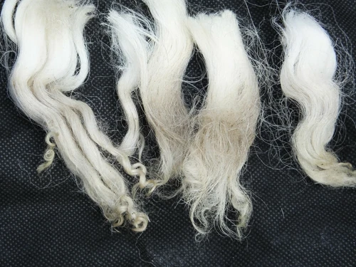  Lambs wool locks unwashed and untreated White Faced Dartmoor Sheep 4 Kg