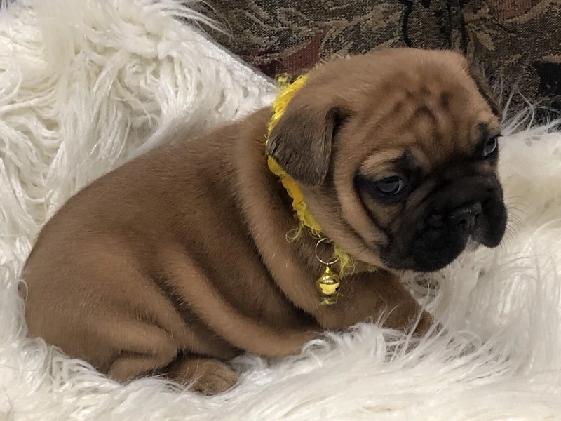 Stunning Purebred French Bulldog Last One Dogs Puppies Gumtree Australia Inner Sydney Sydney City 1254915617