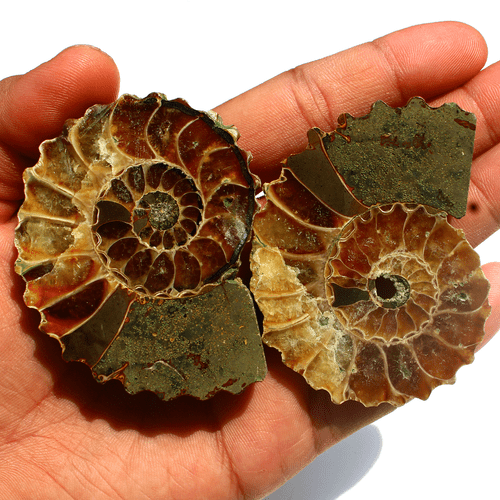 2 Pcs Natural Ammonite Fossil Conch Matching Pair Reiki Mineral Specimen~ 142.3g - Picture 10 of 15
