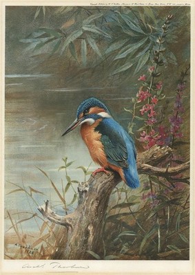 Archibald Thorburn - antiker signierter Bleistiftdruck - Sommereisvogel 1928