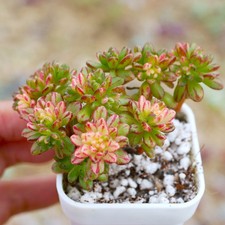 Aeonium Sedifolium Vairegata 5cm across - Tree Like Variegated Dwarf Aeonium