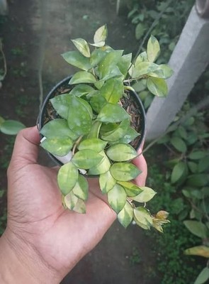 Hoya Lacunosa Asami Reverse Sp Wonosobo Rare Tropical Wax Plant