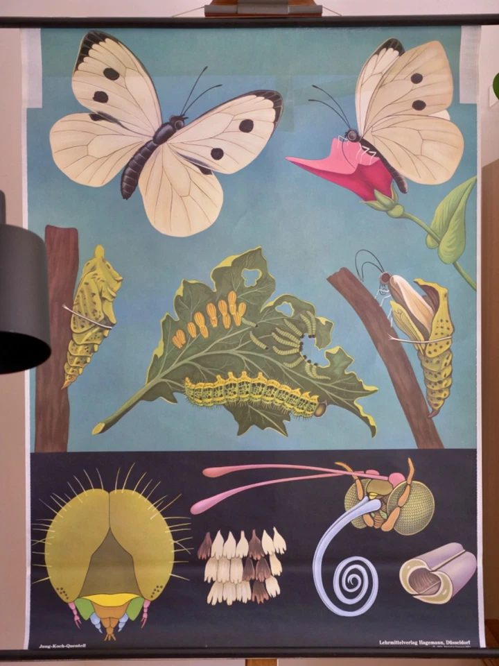 VINTAGE | SCHULWANDKARTE KOHLWEIßLING PIERIS JUNG KOCH QUENTELL | SCHOOL CHART - Bild 2 von 4