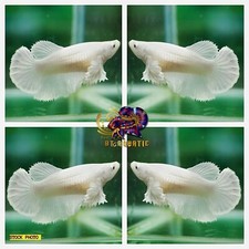 Live Betta Fish HMPK Female Dumbo White Good for Sorority/Breed USA Seller