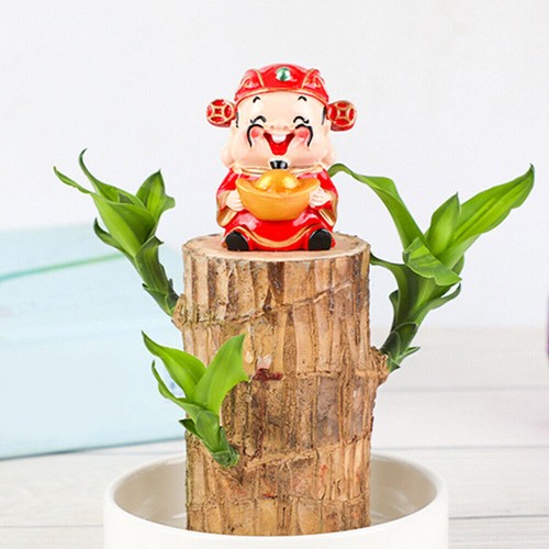 Groot Green Plant Brazilian Wood Water Raise Lucky Wood Potted Small Tree Peopl- - Picture 7 of 14